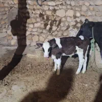گاو شیری همراه گوساله نر یک ماهه...