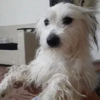 فروشی|سگ|دماوند, گیلاوند|دیوار