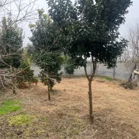 شمال سیمرغ کیاکلا|فروش خانه و ویلا|قائمشهر, |دیوار