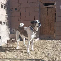 سگ ماده|سگ|نیشابور, هفده شهریور|دیوار