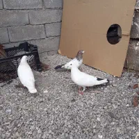 کبوتر تهرانی