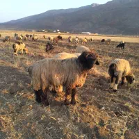 قوچ یک رون|حیوانات مزرعه|رودشت (چهارمحال و بختیاری), |دیوار