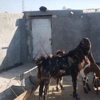 بز نر اصیل پاکستانی|حیوانات مزرعه|زاهدان, |دیوار