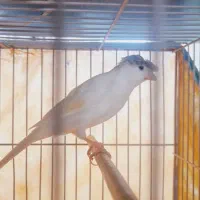 قناری نر شور