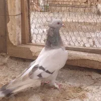 کبوتر ترکیه