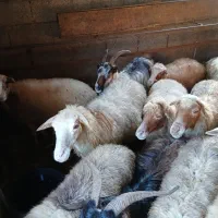 تعداد۶۰عددگوسفند داشتی و آبستن