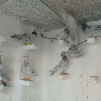 کبوتر|پرنده|قزوین, |دیوار