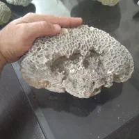 سنگ مرجان|ماهی|قزوین, |دیوار