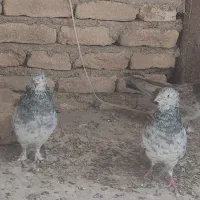 کلدم سبز وسرور|پرنده|قم, کیوانفر|دیوار