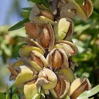 نهال بادام تونو|گل و گیاه طبیعی|رشت, پسیخان|دیوار