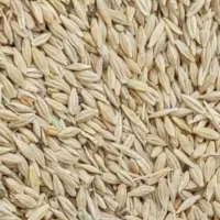 جلو دیم بذری دامی