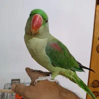 شاه طوطی