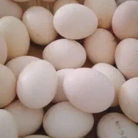 تخم نطفه دار گلین و محلی ۲۵۰۰۰