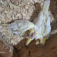 جوجه عروس هلندی لوتینو