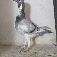 تعدادی کفترماده بی نظیر|پرنده|شیراز, شریف‌آباد|دیوار