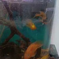 آکواریوم|ماهی|سمنان, |دیوار