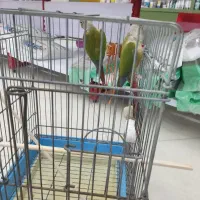 بزرگترین پت شاپ و قصر پرنده در سمنان|پرنده|سمنان, |دیوار