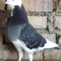 کبوتر پرشی|پرنده|بهشهر, |دیوار