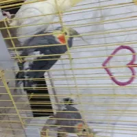 عروس هلندی ومرغ عشق|پرنده|نورآباد, |دیوار