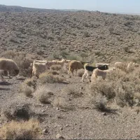 گوسفند (کهر و بره)