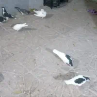 ۸ کبوتر|پرنده|مشهد, رده|دیوار