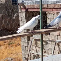 کبوتر انگلیسی