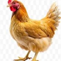 مرغ تخم گذار و جوجه خروس