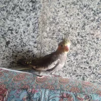 جوجه عروس هلندی