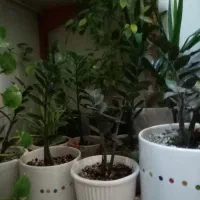 زاموفیلیا و یوکا|گل و گیاه طبیعی|کازرون, |دیوار