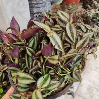 گل چشم آهویی برگ بیدی گلدان درزگیر محافظ ریشه|گل و گیاه طبیعی|قم, نیروگاه|دیوار