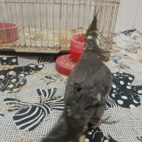 (فروش ویژه) عروس هلندی دستی دانخور و قفس خیلی بزرگ|پرنده|گرگان, |دیوار