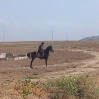 مادیان کرد ۳ ساله|اسب و تجهیزات اسب‌سواری|تبریز, |دیوار