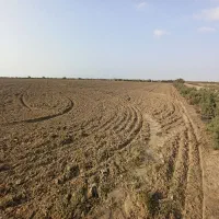 اجاره زمین کشاورزی یموت بندرترکمن