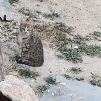 گربه