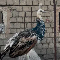 طاووس|پرنده|رشت, آزادگان|دیوار