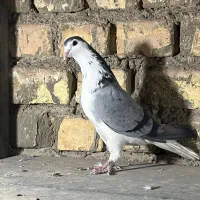 کبوتر نر سینه واز