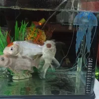 اکواریوم شیشه خم|ماهی|تهران, حافظیه|دیوار