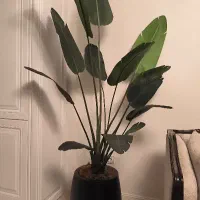 درختچه پرنده بهشتی