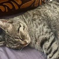 واگذاری گربه