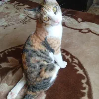 بچه ها رایگان