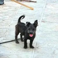 نژاد تریر استرالیایی جنسیت نر  رنگ خاص