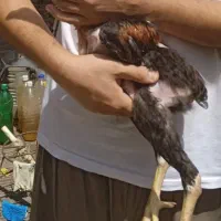 جوجه خروس لاری اصیل ( عکسها قدیمی هستن )|حیوانات مزرعه|ساری, |دیوار