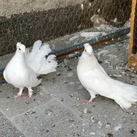سفید دم چتری
