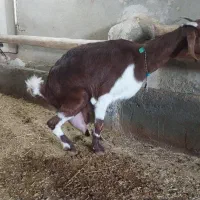 بز وبزغاله نر|حیوانات مزرعه|کارزان, |دیوار