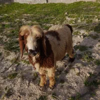 بره چاق سرحال