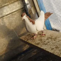 کبوتر