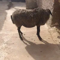 آبستن سر پستان جوان|حیوانات مزرعه|کرج, حسین آباد (اکبر آباد)|دیوار