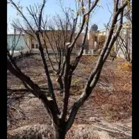 هرس|خدمات باغبانی و درختکاری|گنبد کاووس, |دیوار