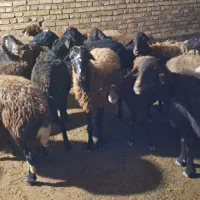 سلام 14راس زاییده یک راس آبستن سنگین|حیوانات مزرعه|سجاس رود, |دیوار