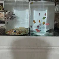 ماهی کالر   زبرا.    انجل